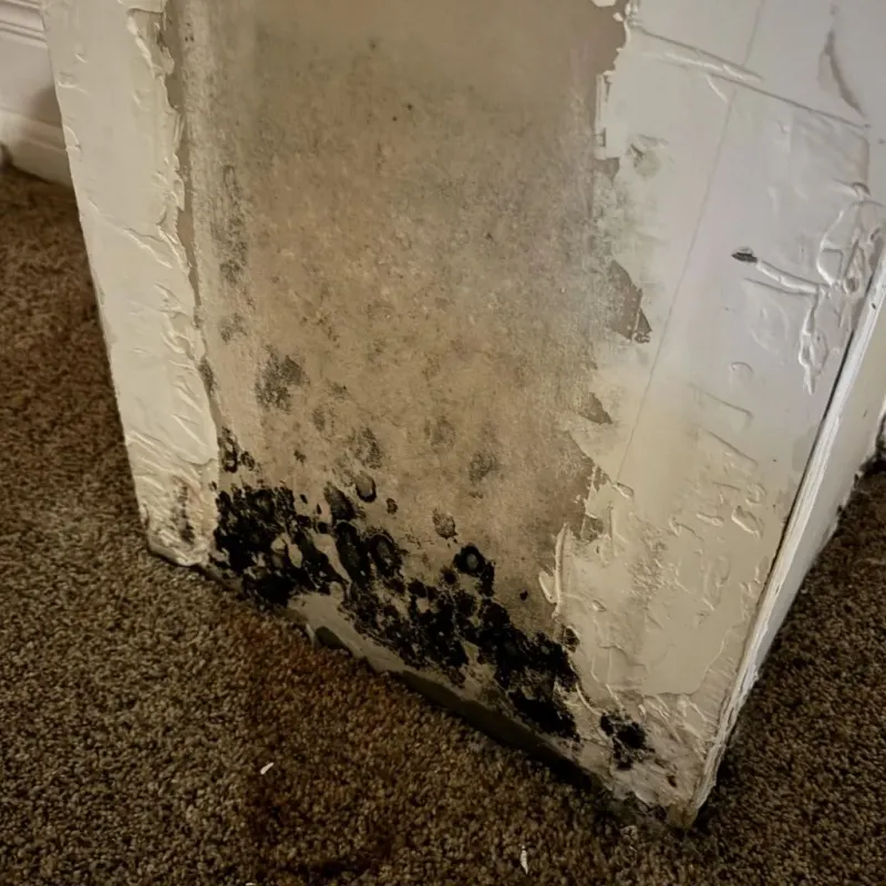 Professional Mold Removal in Advance, MO